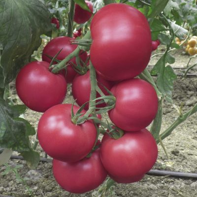 Semi-determinate tomatoes