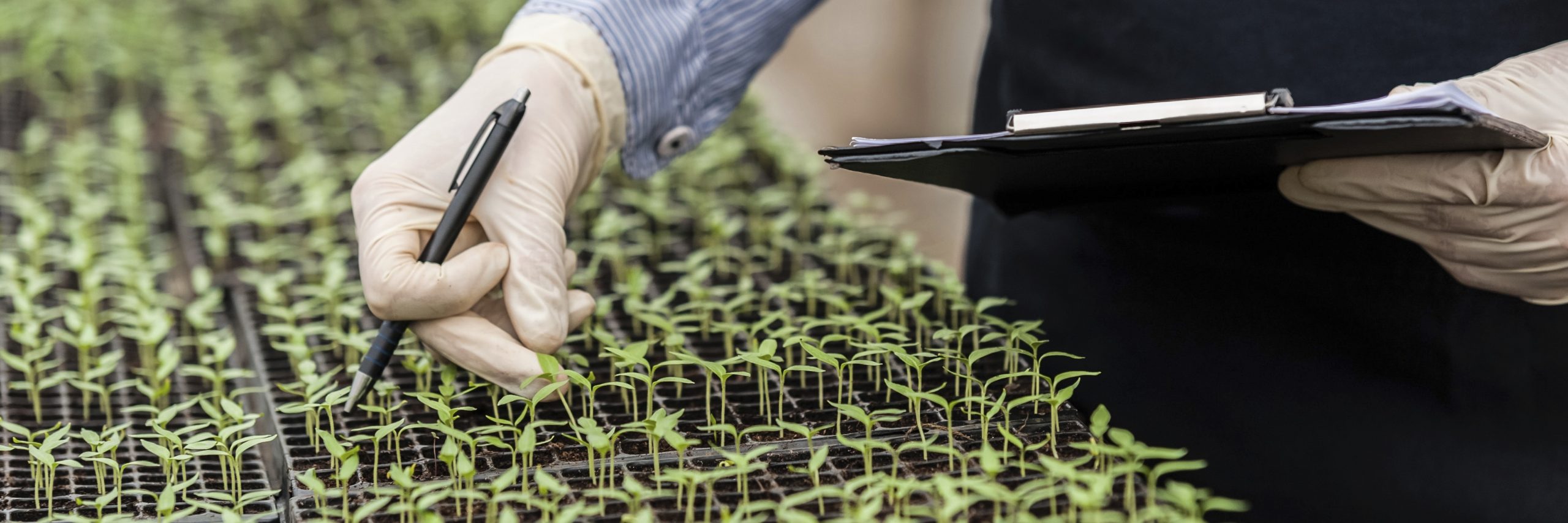 Rijder Seeds