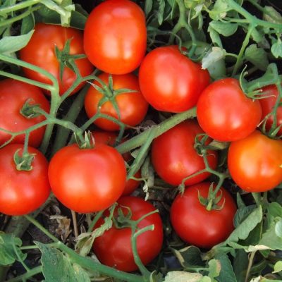 Determinate tomatoes